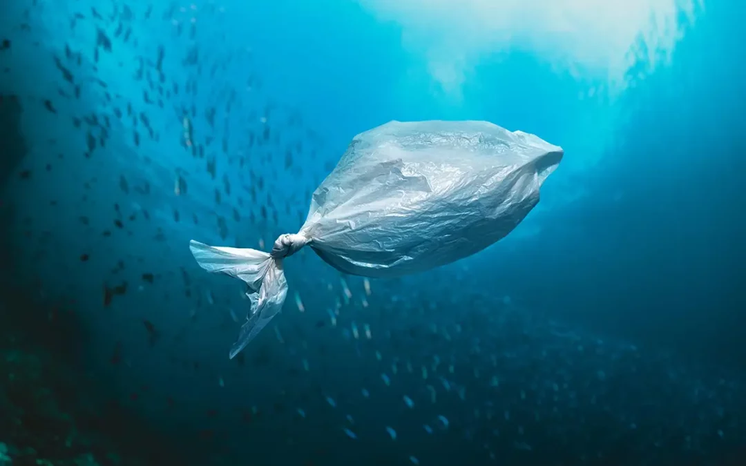 Quel impact environnemental entre plastique et carton